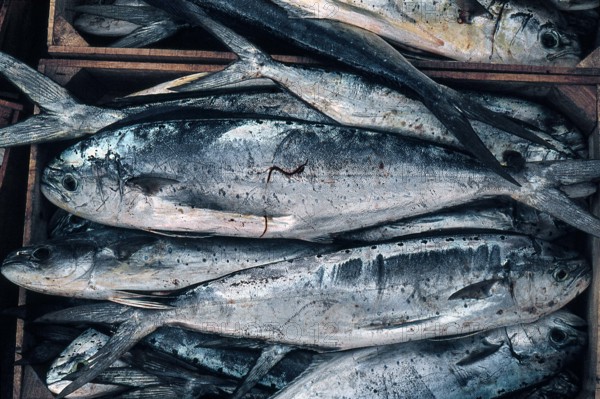 Nature, Italy, region of Sicilia 1975 Isole Egadi, Isola di Marettimo (Egadi Islands,  Marettimo Island).