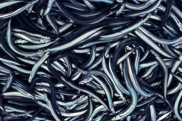 Nature, Italy, region of Sicilia 1975 Isole Egadi, Isola di Marettimo (Egadi Islands,  Marettimo Island).