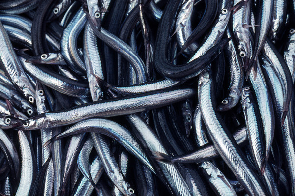 Nature, Italy, region of Sicilia 1975 Isole Egadi, Isola di Marettimo (Egadi Islands,  Marettimo Island).