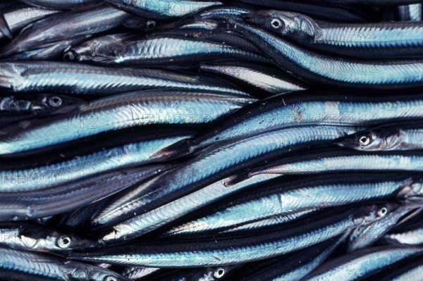 Nature, Italy, region of Sicilia 1975 Isole Egadi, Isola di Marettimo (Egadi Islands,  Marettimo Island).