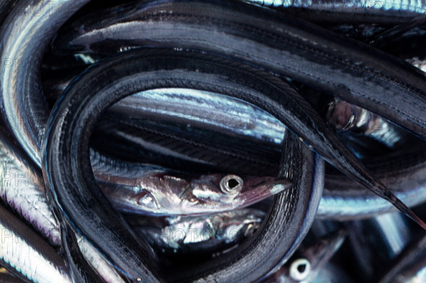 Nature, Italy, region of Sicilia 1975 Isole Egadi, Isola di Marettimo (Egadi Islands,  Marettimo Island).