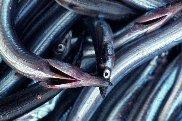 Nature, Italy, region of Sicilia 1975 Isole Egadi, Isola di Marettimo (Egadi Islands,  Marettimo Island).