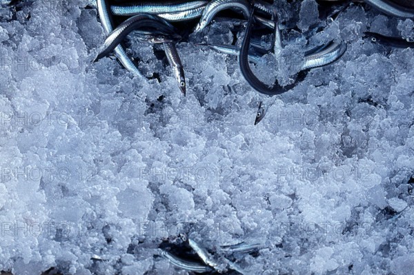 Nature, Italy, region of Sicilia 1975 Isole Egadi, Isola di Marettimo (Egadi Islands,  Marettimo Island).