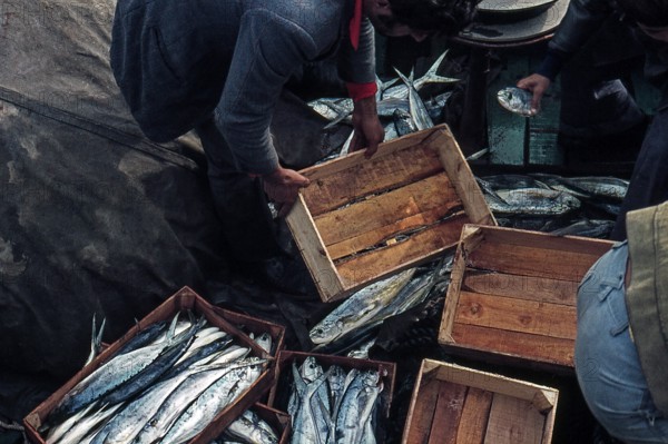 Nature, Italy, region of Sicilia 1975 Isole Egadi, Isola di Marettimo (Egadi Islands,  Marettimo Island).
