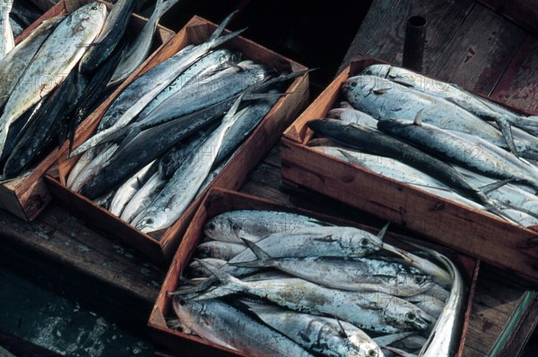 Nature, Italy, region of Sicilia 1975 Isole Egadi, Isola di Marettimo (Egadi Islands,  Marettimo Island).