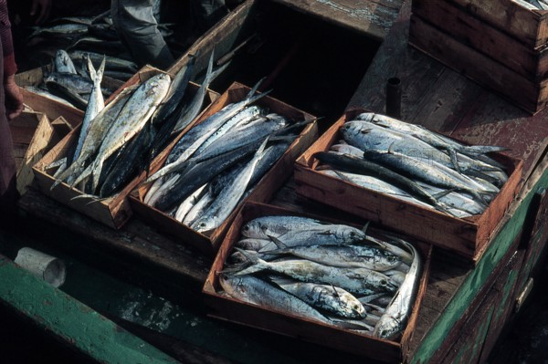 Nature, Italy, region of Sicilia 1975 Isole Egadi, Isola di Marettimo (Egadi Islands,  Marettimo Island).