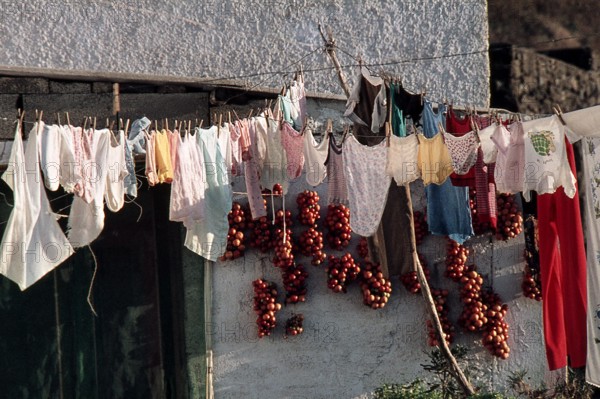 Nature, Italy, region of Sicilia 1975 Isola di Pantelleria (Pantelleria Island).