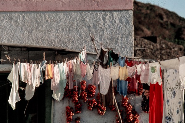 Nature, Italy, region of Sicilia 1975 Isola di Pantelleria (Pantelleria Island).