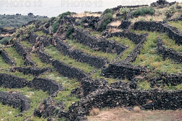 Nature, Italy, region of Sicilia 1975 Isola di Pantelleria (Pantelleria Island).