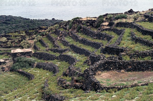 Nature, Italy, region of Sicilia 1975 Isola di Pantelleria (Pantelleria Island).