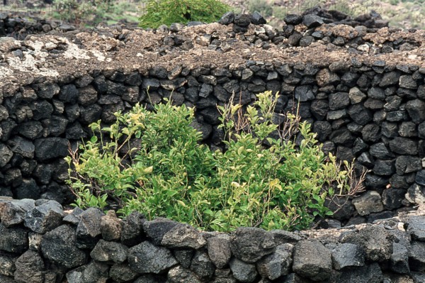 Nature, Italy, region of Sicilia 1975 Isola di Pantelleria (Pantelleria Island).