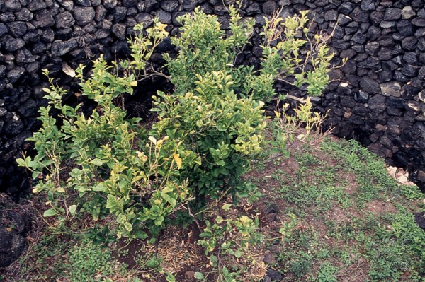 Nature, Italy, region of Sicilia 1975 Isola di Pantelleria (Pantelleria Island).