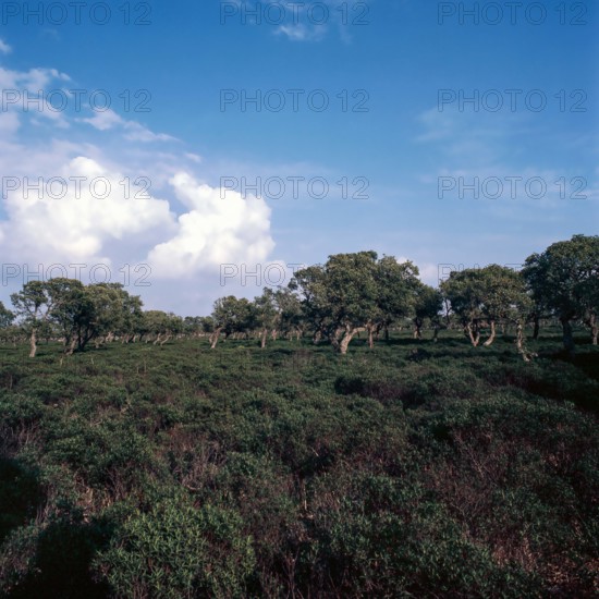 Nature, Italy, region of Sardegna 1975 Giara di Gesturi ""Sa Jara Manna"" (Giara Park).