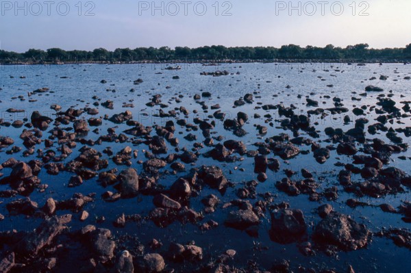 Nature, Italy, region of Sardegna 1975 Giara di Gesturi ""Sa Jara Manna"" (Giara Park).