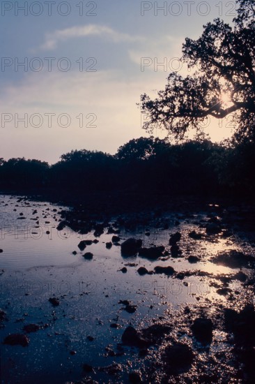 Nature, Italy, region of Sardegna 1975 Giara di Gesturi ""Sa Jara Manna"" (Giara Park).