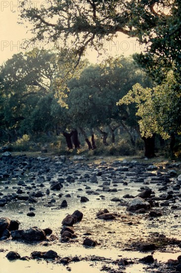 Nature, Italy, region of Sardegna 1975 Giara di Gesturi ""Sa Jara Manna"" (Giara Park).