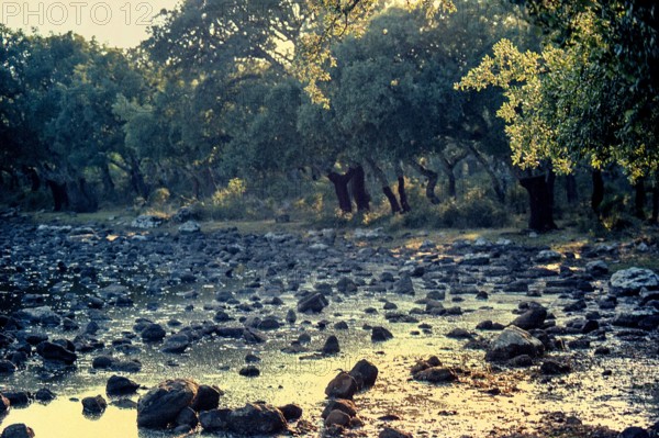 Nature, Italy, region of Sardegna 1975 Giara di Gesturi ""Sa Jara Manna"" (Giara Park).