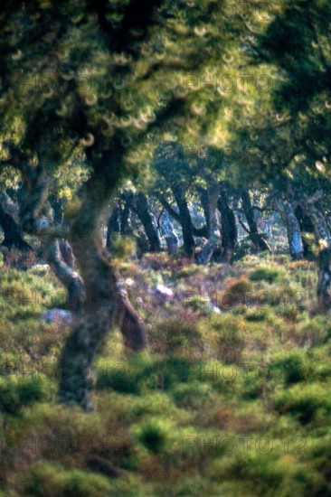 Nature, Italy, region of Sardegna 1975 Giara di Gesturi ""Sa Jara Manna"" (Giara Park).