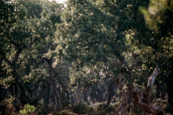 Nature, Italy, region of Sardegna 1975 Giara di Gesturi ""Sa Jara Manna"" (Giara Park).