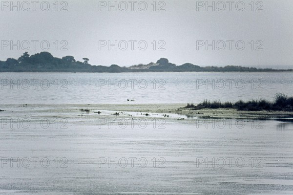 Nature, Italy, region of Sardegna 1975 Stagno Di Cabras (Cabras Pond).