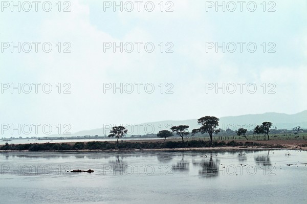 Nature, Italy, region of Sardegna 1975 Stagno Di Cabras (Cabras Pond).
