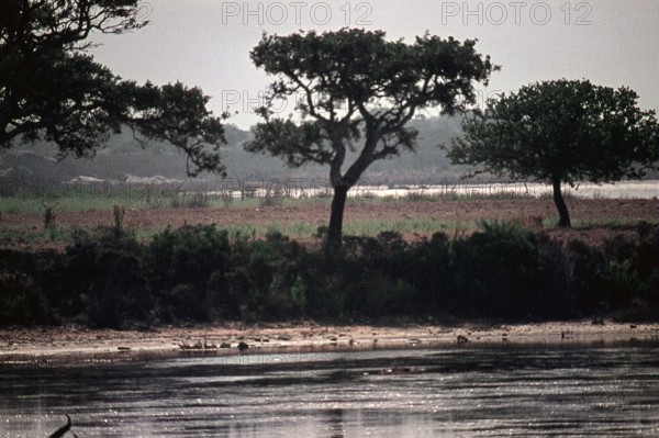 Nature, Italy, region of Sardegna 1975 Stagno Di Cabras (Cabras Pond).