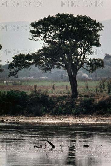 Nature, Italy, region of Sardegna 1975 Stagno Di Cabras (Cabras Pond).