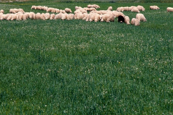Nature, Italy, region of Sardegna 1975 Lago Omodeo (Omodeo Lake).