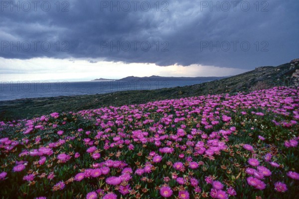 Nature, Italy, region of Sardegna 1975 Territorio del Sassarese (Sassari Territory).