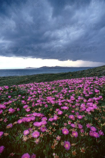 Nature, Italy, region of Sardegna 1975 Territorio del Sassarese (Sassari Territory).