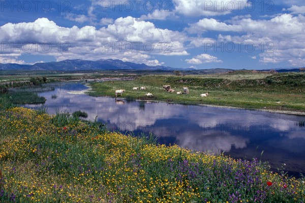 Nature, Italy, region of Sardegna 1975 Territorio del Sassarese (Sassari Territory).