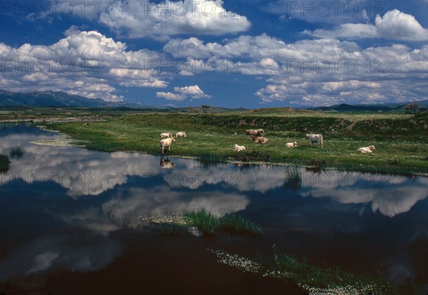Nature, Italy, region of Sardegna 1975 Territorio del Sassarese (Sassari Territory).