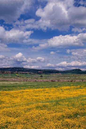 Nature, Italy, region of Sardegna 1975 Territorio del Sassarese (Sassari Territory).