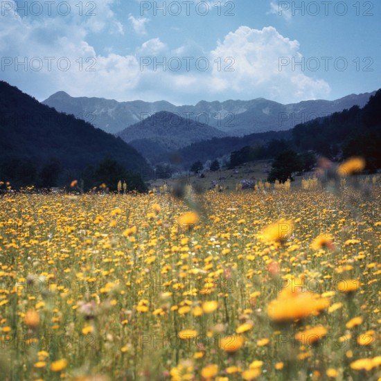 Nature, Italy, region of Abruzzo, 1975 Abruzzo Natural Park natural reserve.