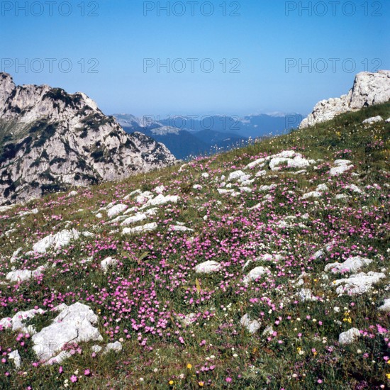Nature, Italy, region of Abruzzo, 1975 Abruzzo Natural Park natural reserve.