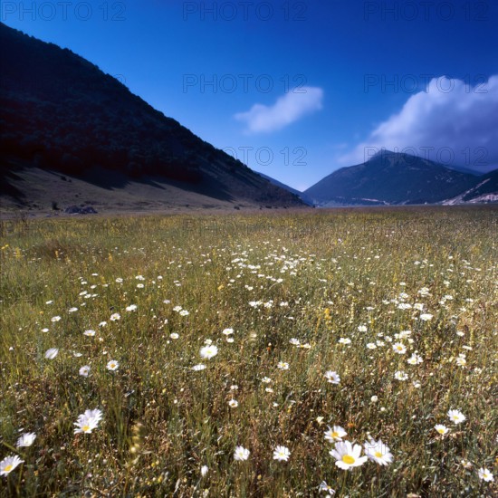 Nature, Italy, region of Abruzzo, 1975 Abruzzo Natural Park natural reserve.