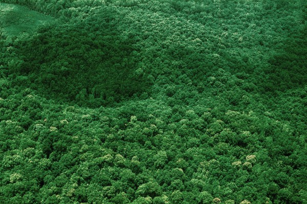 Nature, Italy, region of Campania, 1975 Astroni Crater natural reserve.