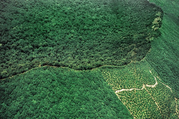 Nature, Italy, region of Campania, 1975 Astroni Crater natural reserve.