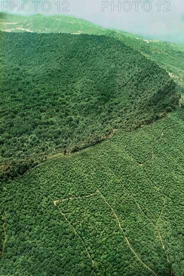 Nature, Italy, region of Campania, 1975 Astroni Crater natural reserve.