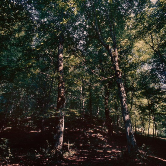 Nature, Italy, region of Puglia 1975 Foresta Umbra.