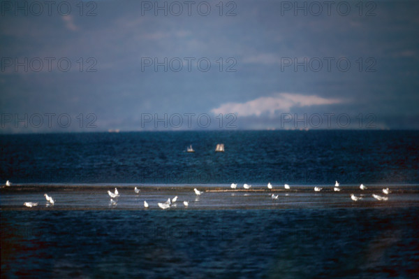 Nature, Italy, region of Puglia 1975 Lago di Lesina (Lesina lake).