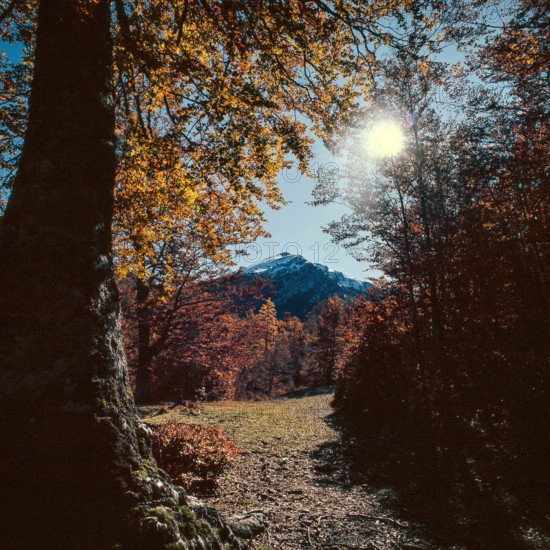 Nature, Italy, region of Calabria 1975 Comprensorio del Pollino - Monte Pollino (Pollino Mountain-Calabria National Park).
