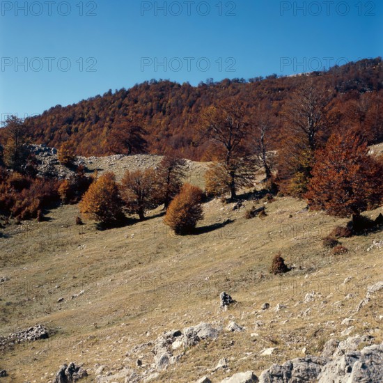 Nature, Italy, region of Calabria 1975 Comprensorio del Pollino - Monte Pollino (Pollino Mountain-Calabria National Park).