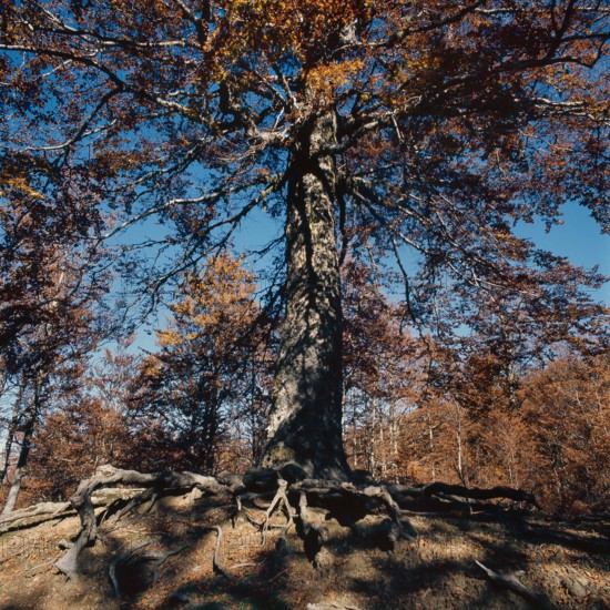 Nature, Italy, region of Calabria 1975 Comprensorio del Pollino - Monte Pollino (Pollino Mountain-Calabria National Park).