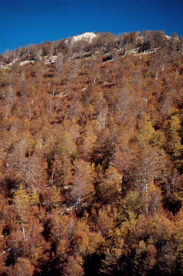 Nature, Italy, region of Calabria 1975 Comprensorio del Pollino - Monte Pollino (Pollino Mountain-Calabria National Park).