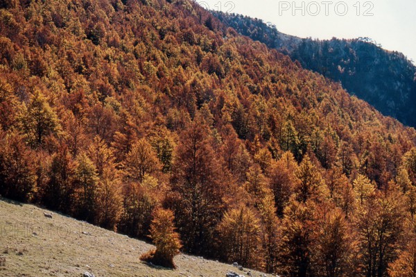 Nature, Italy, region of Calabria 1975 Comprensorio del Pollino - Monte Pollino (Pollino Mountain-Calabria National Park).