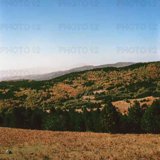 Nature, Italy, region of Calabria 1975 Sila Piccola (Little Sila).