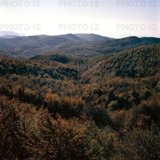 Nature, Italy, region of Calabria 1975 Sila Piccola (Little Sila).