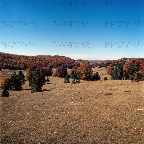 Nature, Italy, region of Calabria 1975 Sila Piccola (Little Sila).