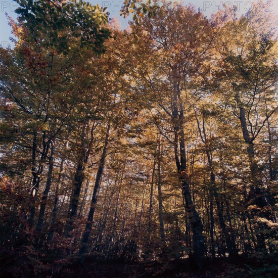 Nature, Italy, region of Calabria 1975 Sila Piccola (Little Sila).